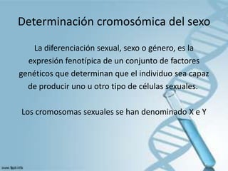 Determinación cromosómica del sexo
La diferenciación sexual, sexo o género, es la
expresión fenotípica de un conjunto de factores
genéticos que determinan que el individuo sea capaz
de producir uno u otro tipo de células sexuales.
Los cromosomas sexuales se han denominado X e Y
 