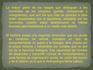 La mayor parte de los rasgos que distinguen a los homínidos de los póngidos (gorilas, chimpancés y orangutanes), que son los que más se parecen a ellos están relacionados con el bipedismo, adoptado por los homínidos cuando estos abandonaron el hábitat boscoso para trasladarse a un medio más abierto. El hombre posee una segunda dimensión que sin anular su condición de animal, mantiene un tipo de comportamiento no sujeto a la biología, sino creado por el propio hombre y transmitido por canales que no son los de la herencia biológica. Esa capacidad del hombre de desarrollar y transmitir normas de comportamiento y unas formas de organización social, de visión del mundo y de sí mismo; es lo que la Antropología llama cultura.