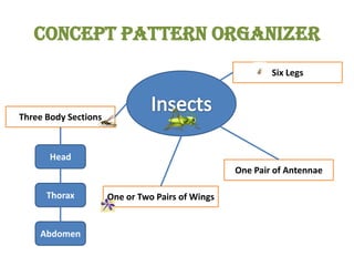 Concept Pattern Organizer Six Legs Insects Three Body Sections Head One Pair of Antennae Thorax One or Two Pairs of Wings Abdomen 