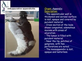 Concepts final modified | PPTX