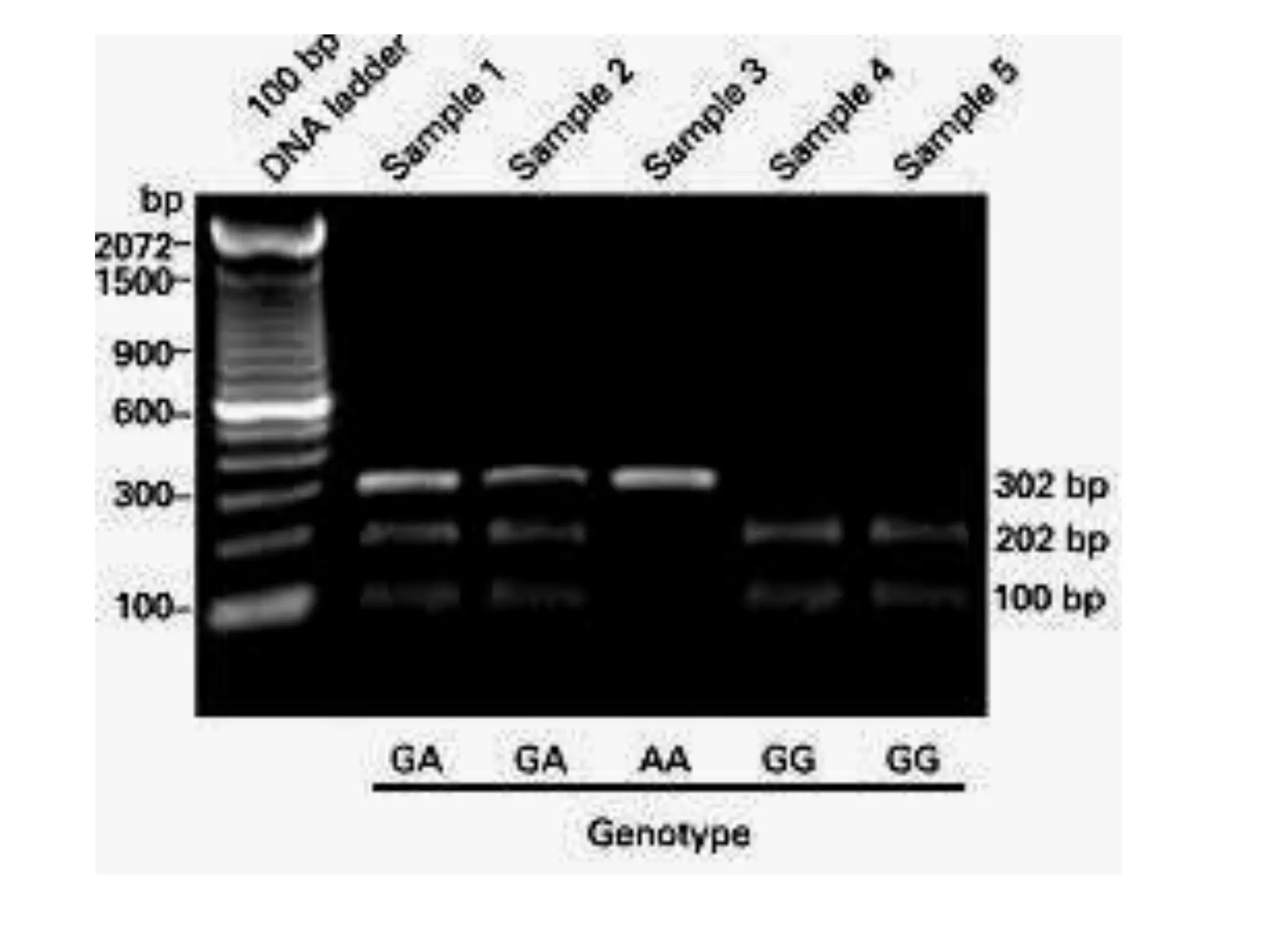 Concepts in molecular biology