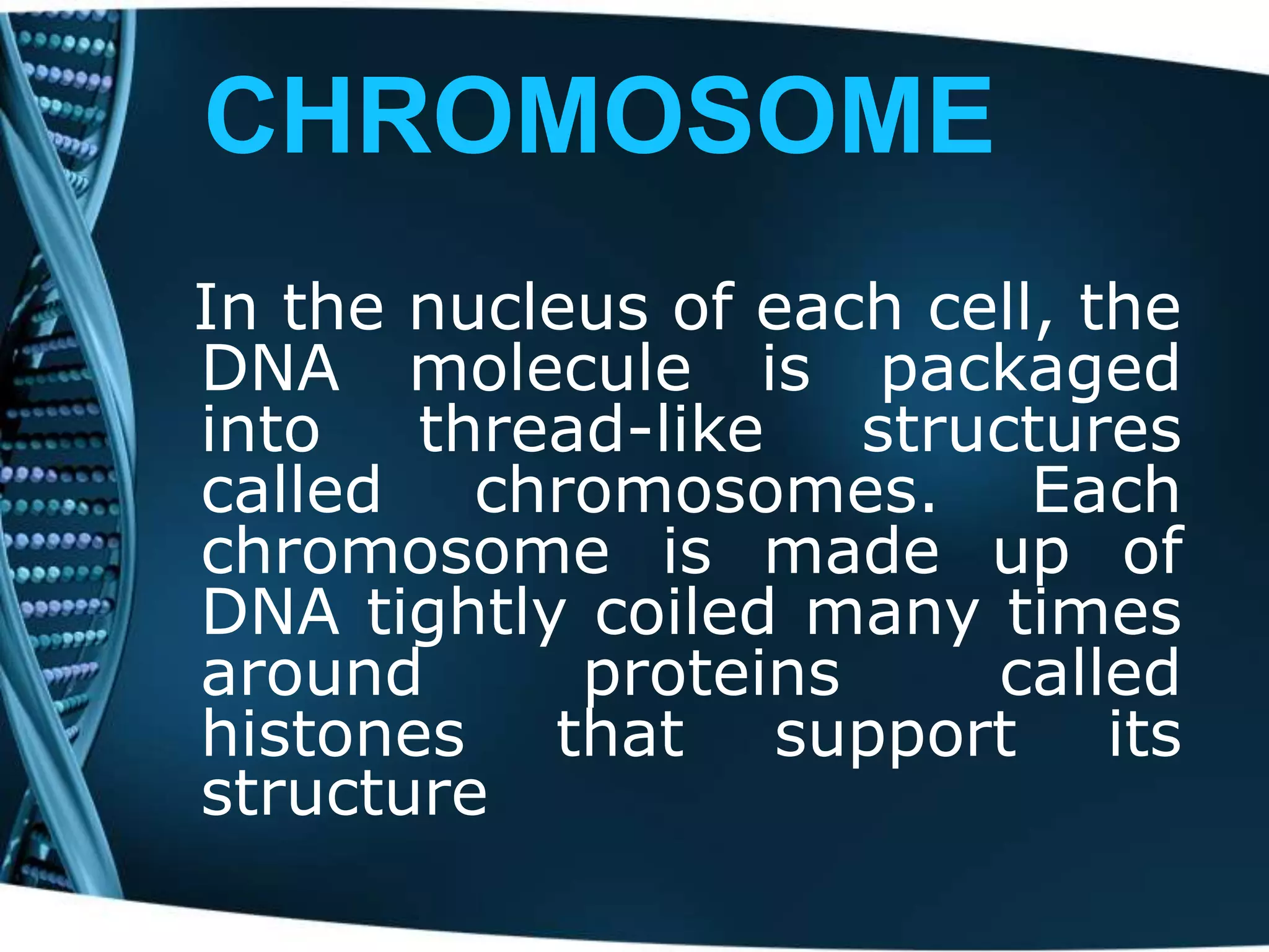 CHROMOSOME
In the nucleus of each cell, the
DNA molecule is packaged
into
thread-like
structures
called chromosomes. Each
chromosome is made up of
DNA tightly coiled many times
around
proteins
called
histones that support its
structure

 