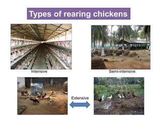 Types of rearing chickens
Intensive Semi-intensive
Extensive
 
