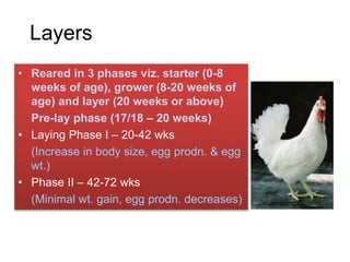 Layers
• Reared in 3 phases viz. starter (0-8
weeks of age), grower (8-20 weeks of
age) and layer (20 weeks or above)
Pre-lay phase (17/18 – 20 weeks)
• Laying Phase I – 20-42 wks
(Increase in body size, egg prodn. & egg
wt.)
• Phase II – 42-72 wks
(Minimal wt. gain, egg prodn. decreases)
 