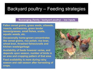Backyard poultry – Feeding strategies
Fallen cereal grains, grass seeds, oilseeds,
insects, earthworms, green tender
leaves/grasses, small fishes, snails,
aquatic weeds, etc.
Occasionally home-grown concentrates
like cereal grains, rice polish, rice bran,
wheat bran, thrashed fishes/snails and
kitchen waste/garbage
Availability of feeds however varies, and
depends upon season, number of birds in
an area and cropping pattern of that area.
Feed availability is more during rainy
season and rabi season after harvesting of
crops.
Scavenging (family / backyard poultry) – low inputs
 