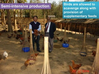 Birds are allowed to
scavenge along with
provision of
supplementary feeds
Semi-intensive production
 