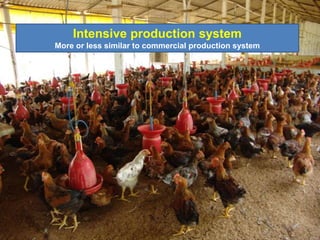 Intensive production system
More or less similar to commercial production system
 