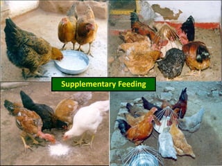 Supplementary Feeding
 