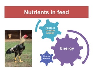 Nutrients in feed
Energy
Minerals
Vitamins
Protein
(amino
acids)
 