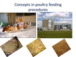 Concepts in poultry feeding
procedures
 