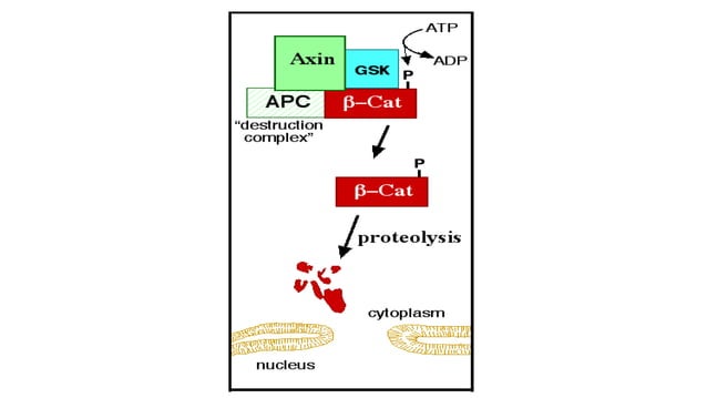 Concepts of agonist and antagonist receptors | PPTX
