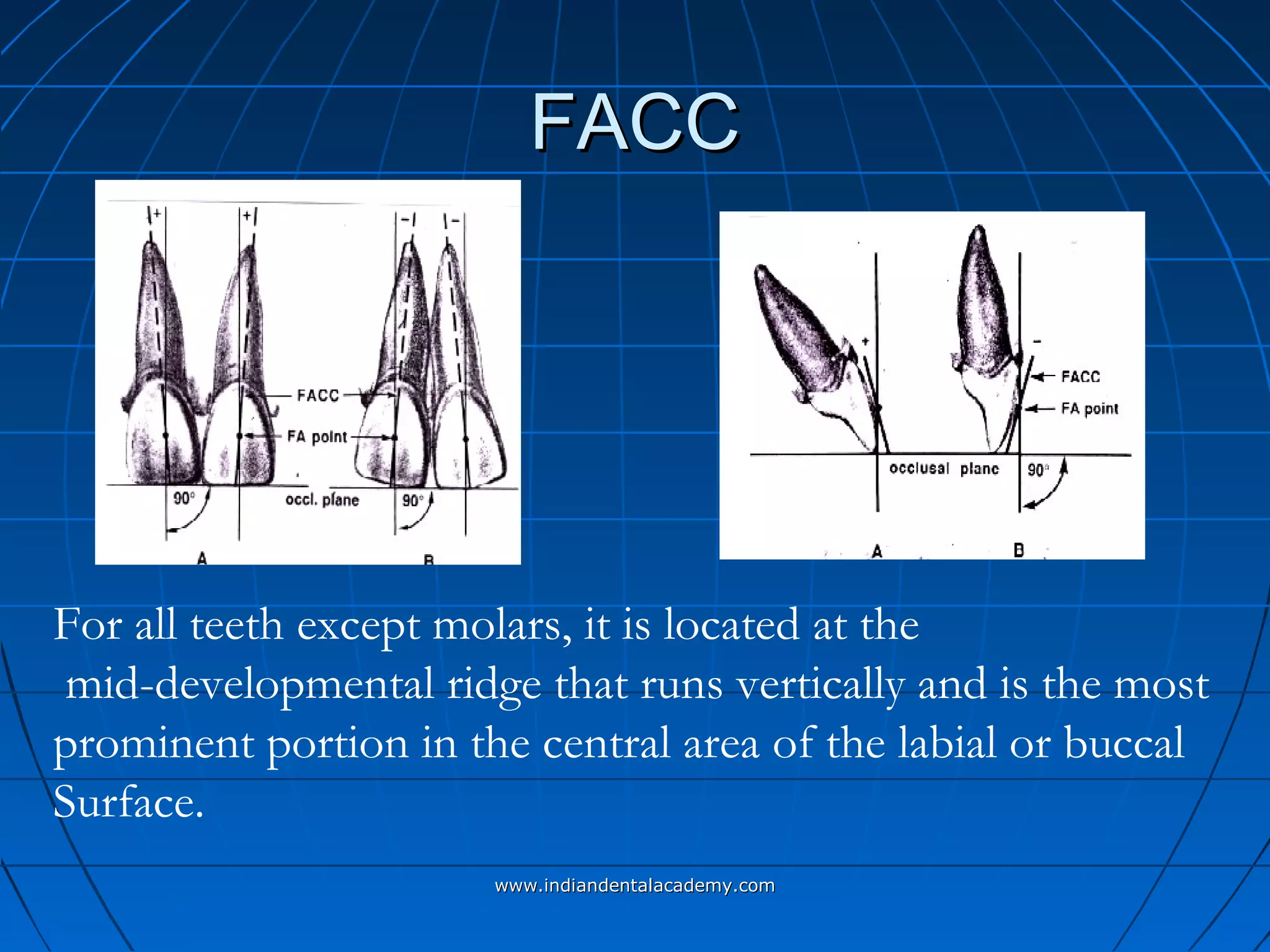 FACCFACC
For all teeth except molars, it is located at the
mid-developmental ridge that runs vertically and is the most
prominent portion in the central area of the labial or buccal
Surface.
www.indiandentalacademy.comwww.indiandentalacademy.com
 