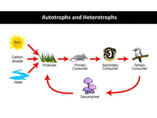 Autotrophs and Heterotrophs
 