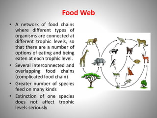 Food Web
• A network of food chains
where different types of
organisms are connected at
different trophic levels, so
that there are a number of
options of eating and being
eaten at each trophic level.
• Several interconnected and
overlapping food chains
(complicated food chain)
• Greater number of species
feed on many kinds
• Extinction of one species
does not affect trophic
levels seriously
 