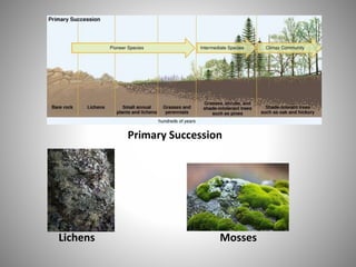 Primary Succession
Lichens Mosses
 
