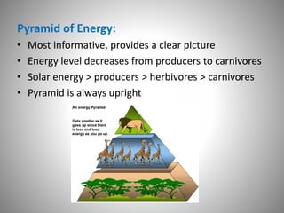 Pyramid of Energy:
• Most informative, provides a clear picture
• Energy level decreases from producers to carnivores
• Solar energy > producers > herbivores > carnivores
• Pyramid is always upright
 