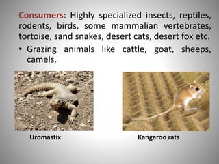 Consumers: Highly specialized insects, reptiles,
rodents, birds, some mammalian vertebrates,
tortoise, sand snakes, desert cats, desert fox etc.
• Grazing animals like cattle, goat, sheeps,
camels.
Uromastix Kangaroo rats
 