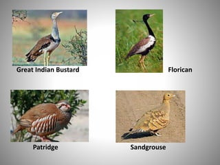 Great Indian Bustard Florican
Patridge Sandgrouse
 