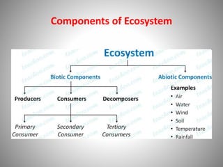 Components of Ecosystem
 