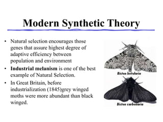 Modern Synthetic Theory
• Natural selection encourages those
genes that assure highest degree of
adaptive efficiency between
population and environment
• Industrial melanism is one of the best
example of Natural Selection.
• In Great Britain, before
industrialization (1845)grey winged
moths were more abundant than black
winged.
 