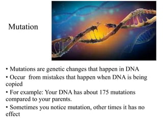 Mutation
• Mutations are genetic changes that happen in DNA
• Occur from mistakes that happen when DNA is being
copied
• For example: Your DNA has about 175 mutations
compared to your parents.
• Sometimes you notice mutation, other times it has no
effect
 