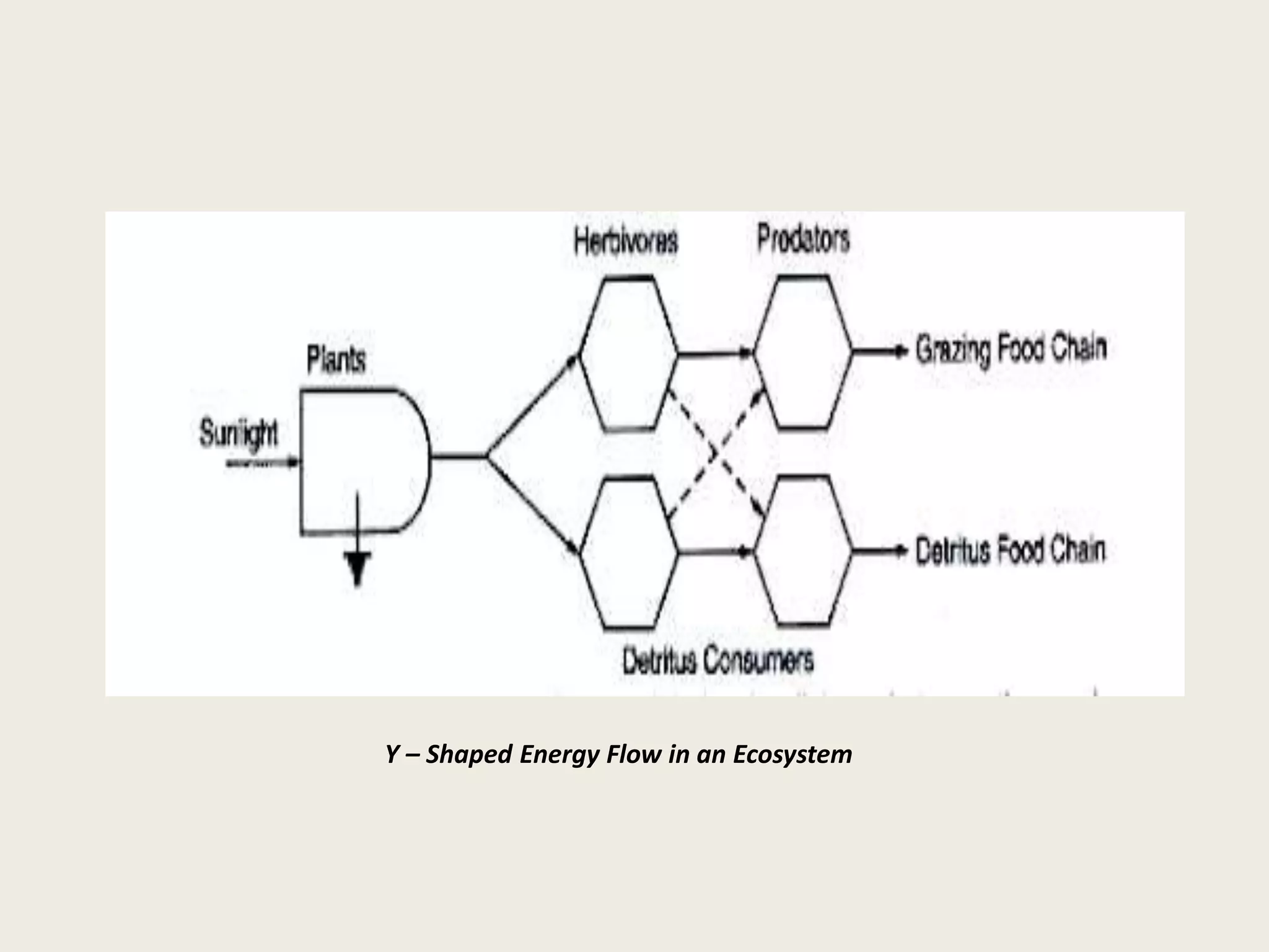 Concepts of trophic structure, food chain and food web. energy flow in ...