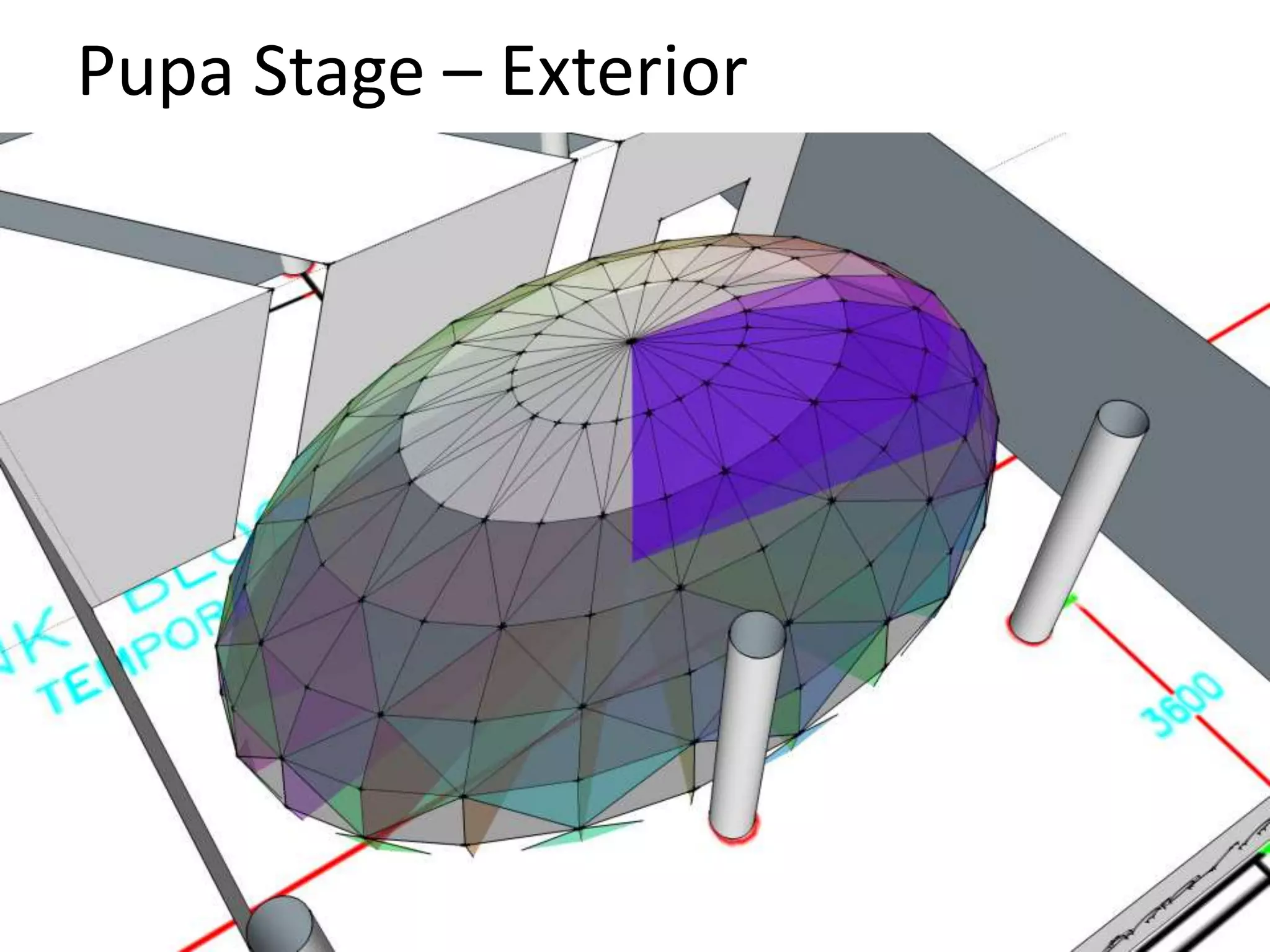 Pupa Stage – Exterior 
 