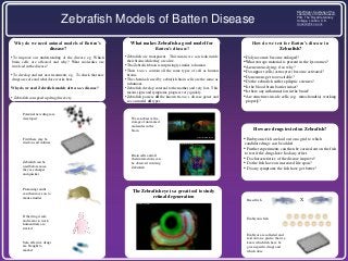Zebrafish Models of Batten Disease
Kim Wager, Courtesy of the
Laboratory of Claire Russell,
PhD, The Royal Veterinary
College, London, U.K.
crussell@rvc.ac.uk
Why do we need animal models of Batten’s
disease?
•To improve our understanding of the disease e.g. Which
brain cells are affected and why? What molecules are
involved in the disease?
•To develop and test new treatments e.g. To check that new
drugs are safe and what dose works best.
Why do we need Zebrafish models of Batten’s disease?
• Zebrafish can speed up drug discovery.
What makes Zebrafish a good model for
Batten’s disease?
•Zebrafish are transparent. This means we can look inside
their brains while they are alive.
•The Zebrafish brain is surprisingly similar to human
•Their brain’s contain all the same types of cell as human
brains.
•The chemicals used by zebrafish brain cells are the same as
in humans.
•Zebrafish develop external to the mother and very fast. This
means signs and symptoms progress very quickly.
•Zebrafish possess all the known Batten’s disease genes and
so can model all types.
X
The Zebrafish eye is a great tool to study
retinal degeneration
How are drugs tested on Zebrafish?
• Embryonic fish are laid out on a grid to which
candidate drugs can be added.
• Further experiments can then be carried out on the fish
to test if the drugs have had any effect.
• Do characteristics of the disease improve?
• Do the fish have an increased life span?
• Do any symptoms the fish have get better?
How do we test for Batten’s disease in
Zebrafish?
•Do lysosomes become enlarged?
•What storage material is present in the lysosomes?
•Are neurons dying; if so why?
•Do support cells (astrocytes) become activated?
•Do neurons get too excitable?
•Do the zebrafish suffer epileptic seizures?
•Is the blood brain barrier intact?
•Is there any inflammation in the brain?
•Are structures inside cells (e.g. mitochondria) working
properly?
Potential new drugs are
developed
First these may be
tried on cell cultures
Zebrafish can be
used before mice,
they are cheaper
and quicker
Promisingresults
can then move on to
mouse studies
If the drug is safe
and seems to work,
human trials are
started
Safe, effective drugs
are brought to
market
Breed fish
Embryos are collected and
laid out on a grid so that we
know which fish have be
given specific drugs and
which dose
Embryonic fish
We can observe the
storage of unwanted
molecules in the
brain
Brain cells and all
their interactions can
be observed in living
Zebrafish
Credit: Dominik Paquet
Credit: Hideo Otsuna
Credit: Kara Cerveny
 