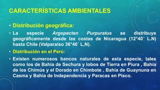 CARACTERÍSTICAS AMBIENTALES
• Distribución geográfica:
• La especie Argopecten Purpuratus se distribuye
geográficamente desde las costas de Nicaragua (12°40´ L.N)
hasta Chile (Valparaíso 36°40´ L,N).
• Distribución en el Perú:
• Existen numerosos bancos naturales de esta especie, tales
como los de Bahía de Sechura y lobos de Tierra en Piura , Bahía
de los Chimús y el Dorado en Chimbote , Bahía de Guaynuna en
Casma y Bahía de Independencia y Paracas en Pisco.
 