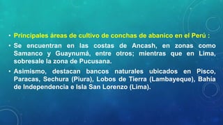 • Principales áreas de cultivo de conchas de abanico en el Perú :
• Se encuentran en las costas de Ancash, en zonas como
Samanco y Guaynumá, entre otros; mientras que en Lima,
sobresale la zona de Pucusana.
• Asimismo, destacan bancos naturales ubicados en Pisco,
Paracas, Sechura (Piura), Lobos de Tierra (Lambayeque), Bahía
de Independencia e Isla San Lorenzo (Lima).
 