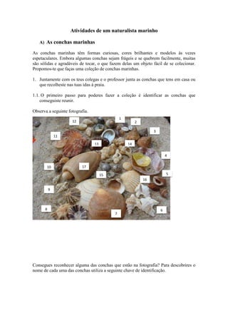 Atividades de um naturalista marinho
A) As conchas marinhas
As conchas marinhas têm formas curiosas, cores brilhantes e modelos às vezes
espetaculares. Embora algumas conchas sejam frágeis e se quebrem facilmente, muitas
são sólidas e agradáveis de tocar, o que fazem delas um objeto fácil de se colecionar.
Propomos-te que faças uma coleção de conchas marinhas.
1. Juntamente com os teus colegas e o professor junta as conchas que tens em casa ou
que recolheste nas tuas idas à praia.
1.1. O primeiro passo para poderes fazer a coleção é identificar as conchas que
conseguiste reunir.
Observa a seguinte fotografia.
Consegues reconhecer alguma das conchas que estão na fotografia? Para descobrires o
nome de cada uma das conchas utiliza a seguinte chave de identificação.
12
10
13
11
1
2
3
4
5
6
16
7
8
9
17
15
14
 