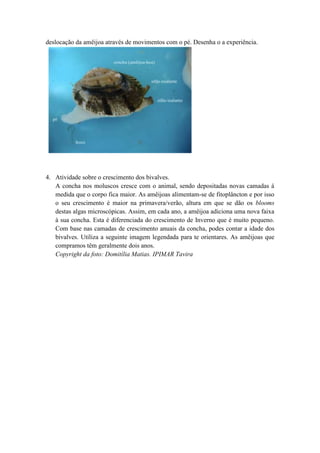 deslocação da amêijoa através de movimentos com o pé. Desenha o a experiência.
4. Atividade sobre o crescimento dos bivalves.
A concha nos moluscos cresce com o animal, sendo depositadas novas camadas á
medida que o corpo fica maior. As amêijoas alimentam-se de fitoplâncton e por isso
o seu crescimento é maior na primavera/verão, altura em que se dão os blooms
destas algas microscópicas. Assim, em cada ano, a amêijoa adiciona uma nova faixa
à sua concha. Esta é diferenciada do crescimento de Inverno que é muito pequeno.
Com base nas camadas de crescimento anuais da concha, podes contar a idade dos
bivalves. Utiliza a seguinte imagem legendada para te orientares. As amêijoas que
compramos têm geralmente dois anos.
Copyright da foto: Domitília Matias. IPIMAR Tavira
 