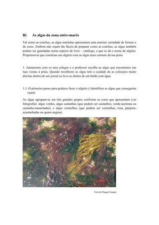 B) As algas da zona entre-marés
Tal como as conchas, as algas marinhas apresentam uma enorme variedade de formas e
de cores. Embora não sejam tão fáceis de preparar como as conchas, as algas também
podem ser guardadas numa espécie de livro – catálogo, a que se dá o nome de algário.
Propomos-te que construas um algário com as algas mais comuns da tua praia.
1. Juntamente com os teus colegas e o professor recolhe as algas que encontrares nas
tuas visitas à praia. Quando recolheres as algas tem o cuidado de as colocares muito
direitas dentro de um jornal ou leva-as dentro de um balde com água.
1.1. O primeiro passo para poderes fazer o algário é identificar as algas que conseguiste
reunir.
As algas agrupam-se em três grandes grupos conforme as cores que apresentam (ver
fotografia): algas verdes, algas castanhas (que podem ser castanhos, verde-azeitona ou
castanho-amareladas), e algas vermelhas (que podem ser vermelhas, rosa, púrpura-
acastanhadas ou quase negras).
Foto de Raquel Gaspar
 