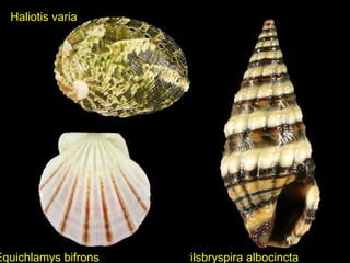 Haliotis varia Pilsbryspira albocincta Equichlamys bifrons 
