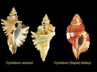 Cymatium ranzanii Cymatium (Septa) bibbeyi 