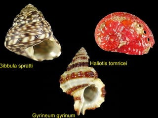 Gyrineum gyrinum Haliotis tomricei Gibbula spratti 