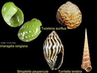 Smaragdia rangiana Strigatella paupercula Turritella terebra Tucetona auriflua 