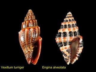 Vexillum turriger Engina alveolata
 