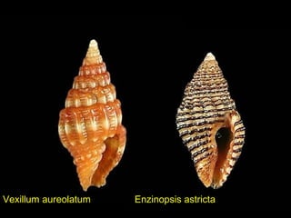 Vexillum aureolatum Enzinopsis astricta
 