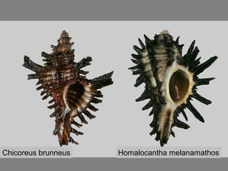 Chicoreus brunneus Homalocantha melanamathos
 
