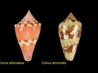 Conus articulatus Conus ammiralis
 