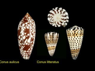 Conus aulicus Conus litteratus
 