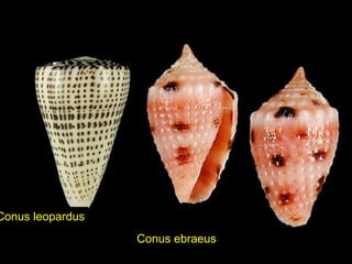 Conus ebraeus
Conus leopardus
 