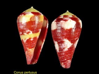 Conus pertusus
 