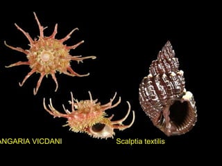 Scalptia textilisANGARIA VICDANI
 
