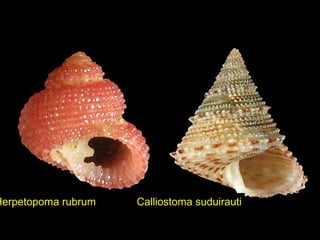 Herpetopoma rubrum Calliostoma suduirauti
 