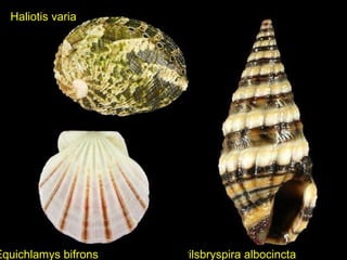 Haliotis varia
Pilsbryspira albocinctaEquichlamys bifrons
 
