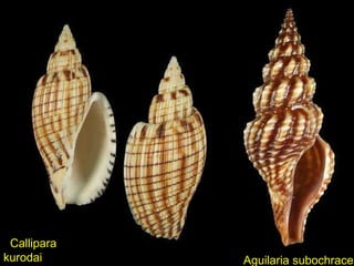 Aguilaria subochracea
Callipara
kurodai
 