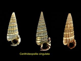 Cerithideopsilla cingulata
 