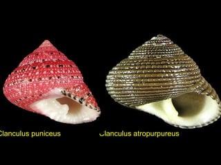 Clanculus atropurpureusClanculus puniceus
 